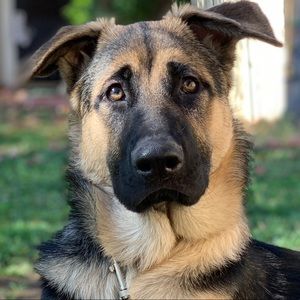 Meet your Posher, Agustin